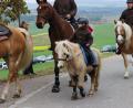 Bild: pko
Auch Ponys waren beim Leonhardiritt zu sehen.