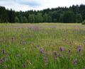 Bild: es
Weil es bei der Wahl zum schönsten Naturwunder Deutschlands 2018 auf jede Stimme ankommt, solllen möglichst viele die Flachmoorwiese Kainzbachtal (Bild) bis zum 2. September 2018 anklicken.