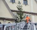 Bild: Gabi Schönberger
Das war der Christbaum, der im Vorjahr vor dem Alten Rathaus leuchtete. Die neuen Bäume für dort sowie am Neuen Rathaus und in der Fußgängerzone werden am Donnerstag erwartet.