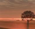 Bild: idu
Nebel hüllt die Bäume in Watte. Ungewöhnlich schöne Sonnenaufgänge hier oben am Berg bei Pichlberg