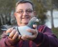 Bild: Gabi Schönberger
"Alfredo" blickt neugierig in die Kamera. Brieftaubenzüchter Dieter Meiler liebt seine "Kleinen". Er ist gerne unter Tieren und in der Natur.