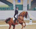 Bild: jzk
Auf ihrem Nachwuchspferd Fifty-Fifty erzielt Laura Ponnath einen grandiosen Triple-Sieg beim nationalen Reitturnier in Kreuth in der Oberpfalz.