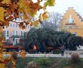 Bild: Wolfgang Steinbacher
Da biegt er ein in die Bahhofsstraße: Der Christbaum 2019 für den Marktplatz.