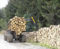 Bild: dob
Der europäische Holzmarkt ist mit Rundholz überschwemmt. Das merken auch die Waldbesitzer in der Region. Die Bayerischen Staatsforsten haben bereits einen Einschlagstopp verhängt.