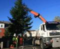 Bild: wro
Bis vor wenigen Stunden zierte der künftige Christbaum als normale Fichte die Ludwigshöhe, der nun als Christbaum den Ort zieren wird. Vorne im Bild: Alfons Höcht vom „Tannenhof“, der der Marktgemeinde den Baum gestiftet hat.