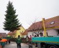 Bild: fvo
Die Weihnachts - Edeltanne schwebt aus dem Garten an der Bernriether Straße.