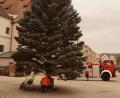 Bild: arw
Der Christbaum ist fast 12 Meter hoch.