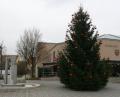 Bild: wro
Der Baum am Rathaus ist bereits mit roten Kugeln geschmückt. In Kürze erfolgt der Aufbau der Marktbuden.