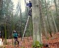 Bild: exb
Der Verein für Landschaftspflege und Artenschutz (VLAB) installiert gemeinsam mit acht Mitgliedern der LBV-Ortsgruppe Trabitz Brutkästen für den Habichtskauz in den Mischwäldern rund um Friedenfels.