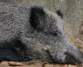 Bild: Popp
Wildschweine machen den Jägern Sorgen.