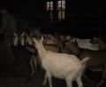 Bild: Tierheim Amberg/exb
Die Ziegenherde, die am Montagabend durch Gailoh lief.