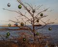 Bild: Bradtka
Ein kahler Laub- als Christbaum.