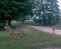 Bild: Bundesforst Grafenwöhr
Aufnahmen von Fotofallen zeigen den stattlichen Wolfsrüden und die etwas kleinere Fähe im Inneren des Übungsplatzes. Welpen konnten durch die Forstleute bislang nicht festgestellt werden.