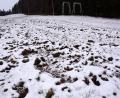 Bild: bkr
Die Schäden an den Wiesen und Grünflächen sind gleich sichtbar, nicht aber das was die Borstenviecher an Flora und Fauna zerstören.