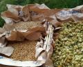 Bild: Barbara Ströll, Öko-Modellregion
Hopfen aus Illschwang und Biomalz aus der Oberpfalz sind die wichtigsten Zutaten für den Küchenbraukurs mit Hausbrauer Arno Diener.