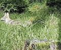 Bild: Bayerische Staatsforsten
Zum ersten Mal seit mehr als 100 Jahren: Wolfswelpen in Nordbayern.