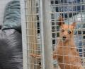 Bild: Petra Hartl
Wenn sich hinter dem Hundezwinger im Amberger Tierheim die Müllsäcke türmen, liefert das einen Hinweis auf den unzureichenden Raum, mit dem man hier auskommen muss. Auch aus diesem Grund ist ein Neubau geplant.