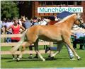 Bild: ads
Navena HK - die Haflinger-Jungstute erhält viel Lob für "den geschmeidigen Trab, den harmonischen Schrittablauf und den charmanten Typ".