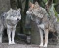 Bild: mfh
So nah bekommt man Wölfe nur im Zoo zu Gesicht. In freier Wildbahn wird man als Spaziergänger kaum einem Wolf begegnen.