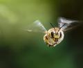 Bild: Hösamer
Den Artenschutz, besonders auch von Insekten wie der Garten-Wollbiene (Bild), will das Volksbegehren in Bayern per Gesetz deutlich stärken.