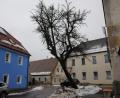 Bild: bey
Der Birnbaum in der Steingasse ist im Laufe seines langen Lebens in Schräglage geraten - ein Zustand, der den Pleysteinern mindestens seit den 1960er Jahren bekannt ist. Die Birnen als Fallobst vor der Haustür gefallen den Anliegern im blauem Haus überhaupt nicht. Sie wünschen sich eine Beseitigung des Baums.