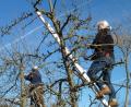 Bild: Portner
In vielen Vereinen ist es üblich, dass Gartenpfleger den Obstbaumschnitt bei Mitgliedern übernehmen. Beim Sturz von der Leiter ist es manchmal nicht klar, ob und welche Unfallversicherung zuständig ist.