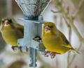 Bild: Hösamer
Grünfinken sind ein Sorgenkind: Bei der Stunde der Wintervögel war ihre Zahl nochmal niedriger als vor einem Jahr.