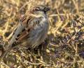 Bild: Hösamer
Nicht nur Spatzen fühlen sich in Hecken wohl, auch viele andere Vögel, Insekten und Kleinsäuger.