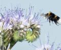 Bild: Julian Stratenschulte/dpa
Eine Hummel landet auf blühender Phacelia. Die Pflanze wird auch Bienenfreund oder Bienenweide genannt und zieht viele Insekten an.