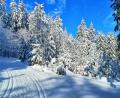 Bild: Werner Schuster
Winter im Steinwald