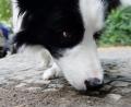 Bild: Maurizio Gambarini/dpa
Müssen Hunde in Rothenstadt aufpassen, nicht an Giftköder zu schnuppern? Hier wurden Käsestücke mit rotem Pulver gefunden. Nach ersten Ermittlungen meint die Polizei aber, es bestünde keine akute Gefährdung.