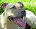 Symbolbild:  Peter Förster/dpa
Der Kampf um einen Hund der Rasse American Staffordshire Terrier beschäftigte das Verwaltungsgericht Regensburg.. Die Klage der Fensterbacher Hundehalterin wurde abgewiesen.