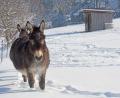 Bild: Gabi Schönberger
Der Winter in der Oberpfalz zeigt sich von seiner schöne Seite. Mit viel Schnee und Sonne.