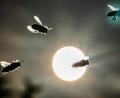Bild: Frank Rumpenhorst
Bienen fliegen vor der tief stehenden Sonne. Foto: Frank Rumpenhorst/Archiv