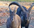 Bild: Ralf Blechschmidt
Steinbock "Anton" (r) steht im Saarbrücker Tierpark neben einer Steingeiß. Foto: Ralf Blechschmidt/Archiv