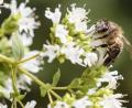 Archivbild: Hösamer
Das Volksbegehren "Rettet die Bienen" war erfolgreich. Die Marktgemeinde Tännesberg hat im Altlandkreis das beste Ergebnis eingefahren. Die unmittelbaren Nachbarn in Leuchtenberg haben sich am wenigsten beteiligt.