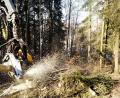 Bild: arw
In wenigen Augenblicken ist der Baum zerlegt. Die Holzspäne fliegen nur so rum.