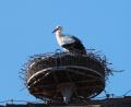 Bild: Ilona Dudley
Im Horst am Lagerhaus der Raiffeisenbank in Trabitz hat sich gestern der Storch eingenistet.
