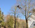 Bild: es
Baumpfleger James Buttler in schwindelnder Höhe bei seiner Arbeit an den beiden Linden vor der Jodokkirche.