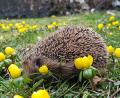 Bild: Carmen Kleinert
Igel-Idylle im naturbelassenen Garten: Carmen Kleinert aus Traßlberg (Amberg-Sulzbach) hat diesen Schnappschuss gemacht.