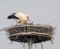 Bild: Günter Klein/exb
Der Trabitzer Storch wartet noch sehnsüchtig auf seinen Partner.