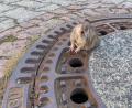 Bild:  Michael Sehr/Berufstierrettung Rhein-Neckar/dpa
Eine Ratte hing am Sonntag in einem Gullydeckel fest.