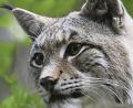 Bild: Hollemann/dpa
Diesem Luchs in einem Wildgehege im Harz geht es gut. Auch in Ostbayern streifen trotz Wilderei wieder mehr Luchse durch die Wälder. Das Landesamt für Umwelt geht aktuell von 26 Luchsen und 22 Jungtieren im Grenzraum zu Österreich und Tschechien in freier Wildbahn aus.