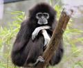 Bild: Zsuzsanna Helgeth
Der Gibbon ist das „Zootier des Jahres 2019“. Im Nürnberger Tiergarten lebt mit „Mädi“ das älteste Weißhandgibbon-Weibchen der Welt. Sie hat 12 Jungtiere großgezogen. Unvergessen sind ihre Duette mit „Heino“.