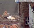 Bild: Webcam Stadt Weiden
Der Storch ist zurück aus dem Süden: Am Freitagmorgen war er erstmals durch die Webcam der Stadt zu erspähen. Müde von der langen Reise ruht er sich am Dach des Alten Schulhauses aus.