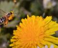 Bild: bey
Bei der Fotoausstellung im Stadtmuseum stehen die Bienen im Mittelpunkt. Zu sehen sind die 25 bestwerteten Fotoaufnahmen anlässlich des 25-jährigen Bestehens des Deutschen Bienen-Journals. Die Wanderausstellung kann bis Sonntag, 7. April, besucht werden.