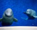 Bild: Aaron Chown/PA/dpa
Die beiden Beluga-Wale Little White und Little Grey schwimmen in einem Meeresaquarium in Shanghai umher.
