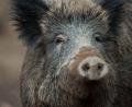 Bild: Lino Mirgeler/dpa
Wildschweine sehen harmlos aus, können aber gefährlich werden – vor allem für Autofahrer.