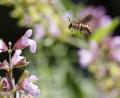 Bild: Hösamer
"Rettet die Bienen" war das erfolgreiche Volksbegehren für den Artenschutz überschrieben. Mehr Schutz und Lebensraum für Insekten wie die Wollbiene (Bild) gehören zu den Zielen. Momentan arbeitet ein runder Tisch an der Umsetzung.