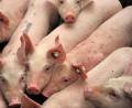 Bild:  Carmen Jaspersen/dpa
Tiergesundheit und Schweinepest waren Themen bei der letzten Versammlung des Schweineprüfrings Amberg-Sulzbach: Er löst sich auf.